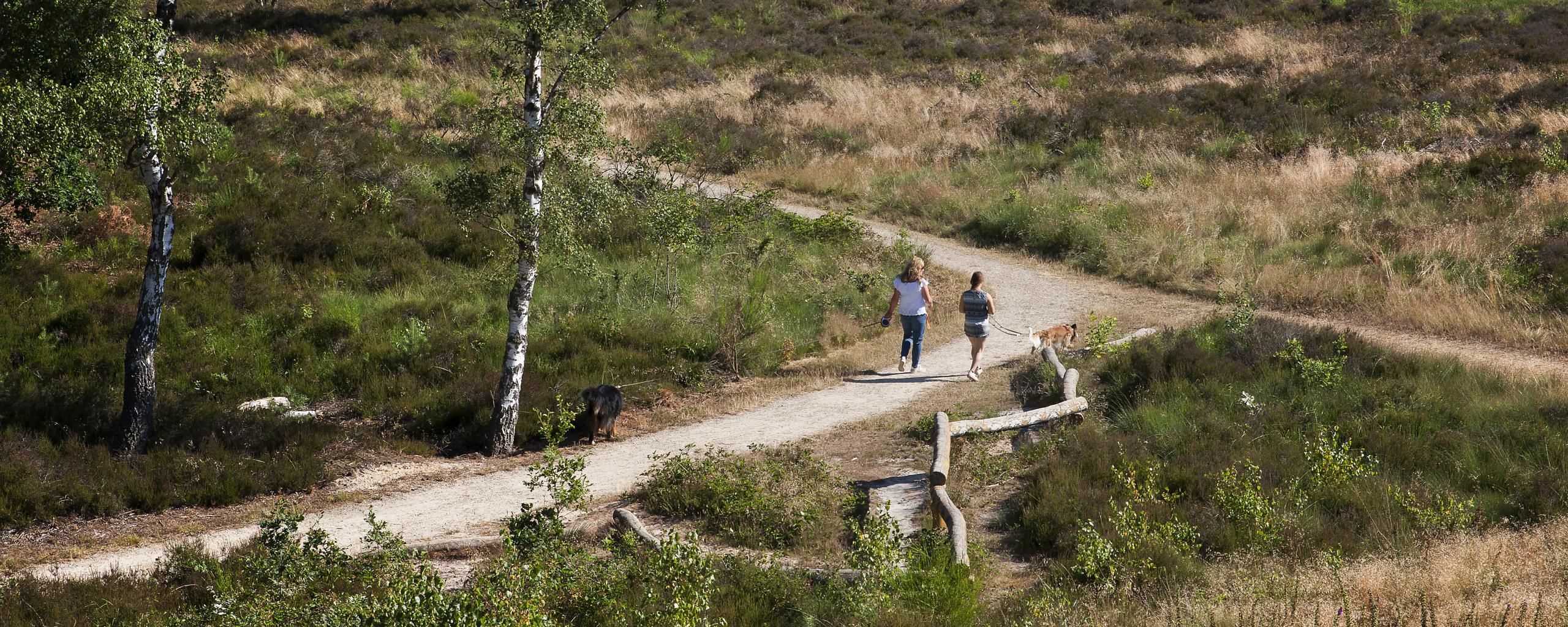 We zien het landschap van de Meinweg vanuit vogelperspectief, vanuit de uitkijktoren. We zien een wandelpad met in de verte twee mensen die een hond uitlaten.