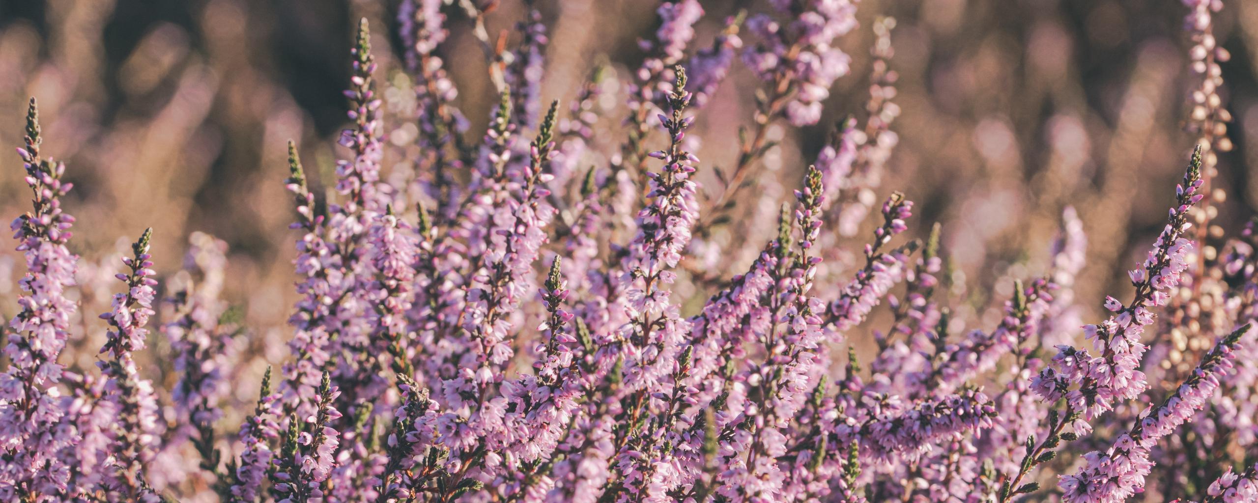 Bloeiende, roze heide plant in de stralende zon.