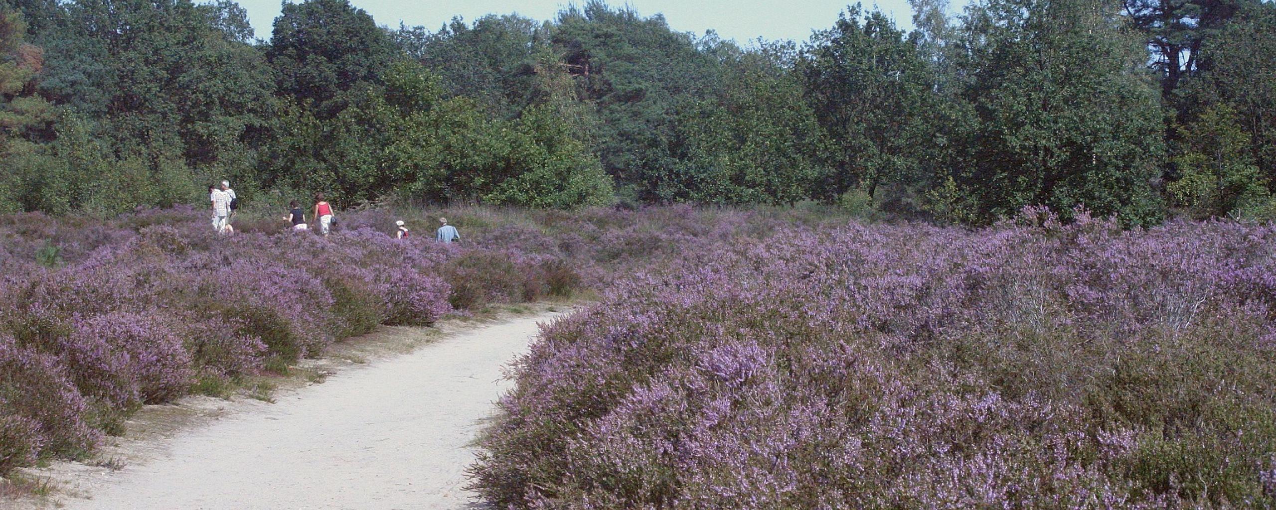 Wandelaars lopen tussen paarse heide.