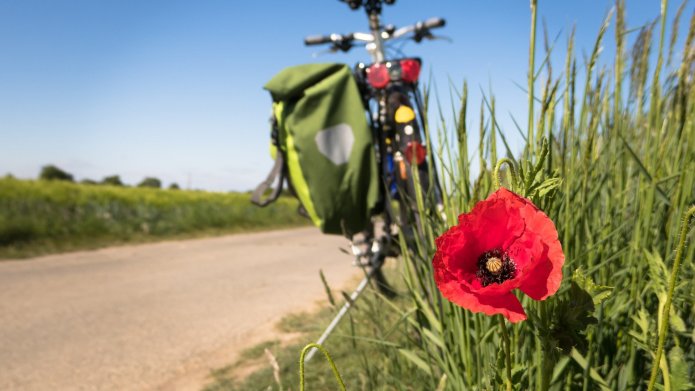 Op de voorgrond een rode klaproos in bloei. Op de achtergrond een weg met in de berm een geparkeerde fiets. Aan de fiets hangt een groene fietstas. Het weer is zonnig en de hemel helder blauw.