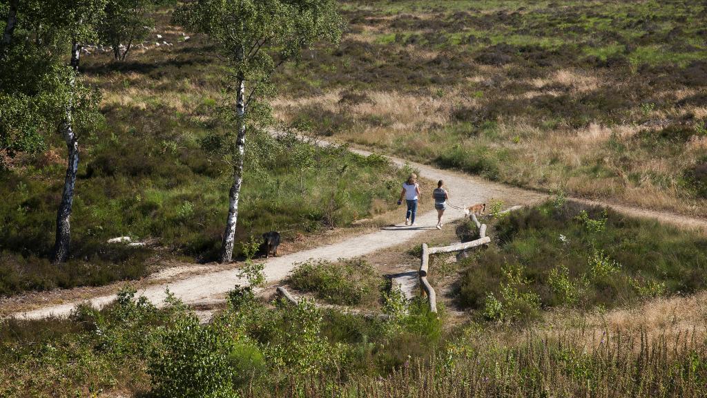 We zien het landschap van de Meinweg vanuit vogelperspectief, vanuit de uitkijktoren. We zien een wandelpad met in de verte twee mensen die een hond uitlaten.