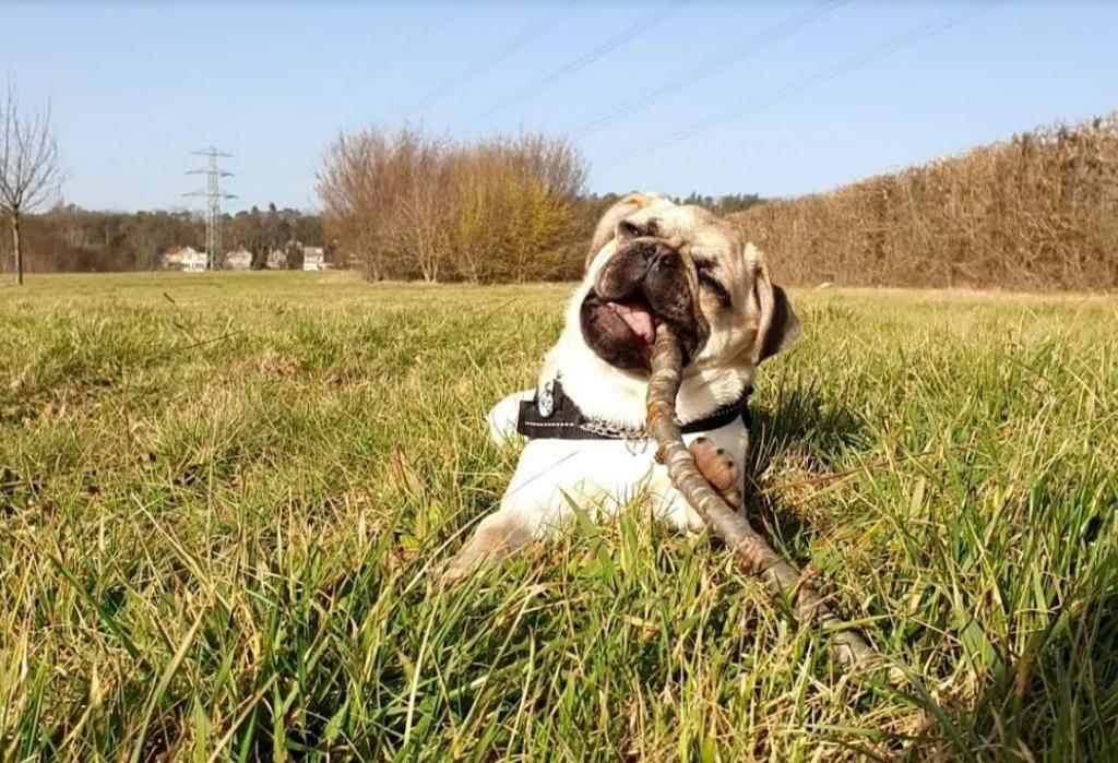 Een klein hondje knaagt heerlijk op een stok in het gras.