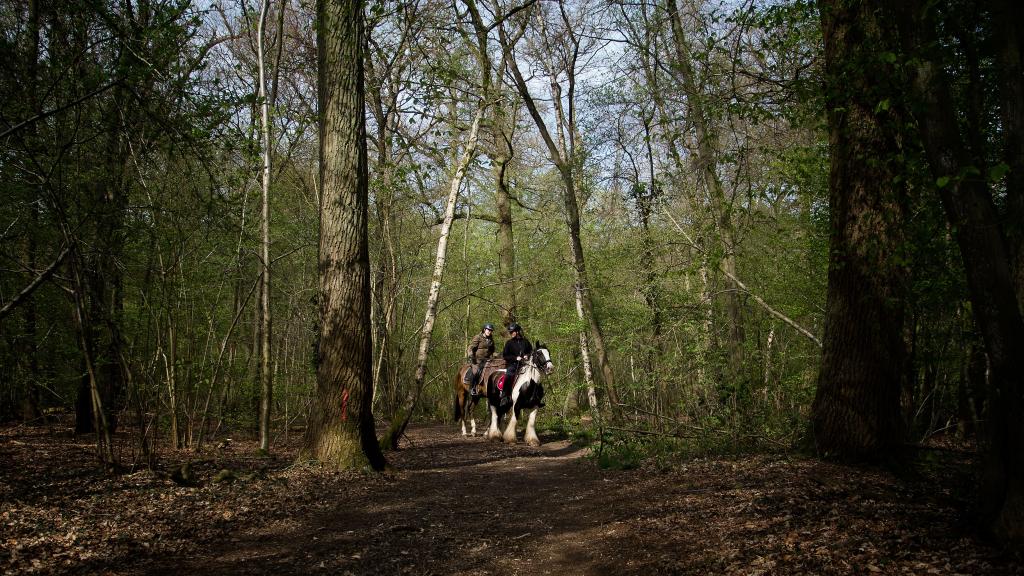 Twee ruiters op een bospad.