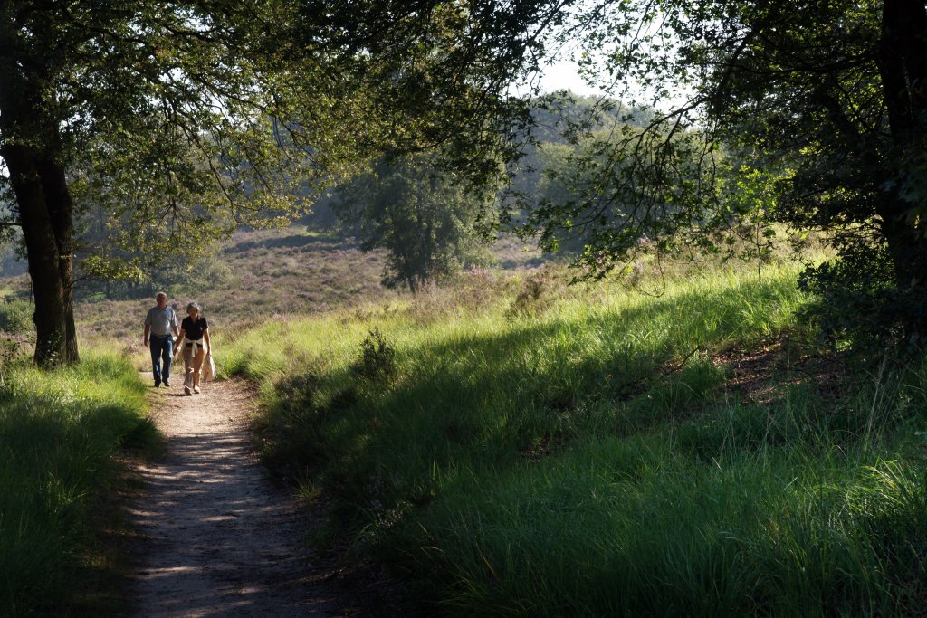 Wandelaars op de Meinweg lopen over een pad tussen heide en bomen.