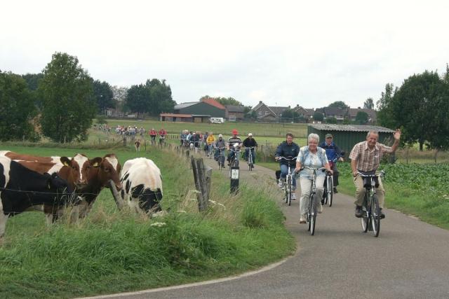 We zien een weg met ongeveer vijftien mensen op een fiets. Ze fietsen in de richting van de camera. Het zijn deelnemers van de fietsvierdaagse 2009. Links is een weide zichtbaar met daarin bruin met witte koeien.