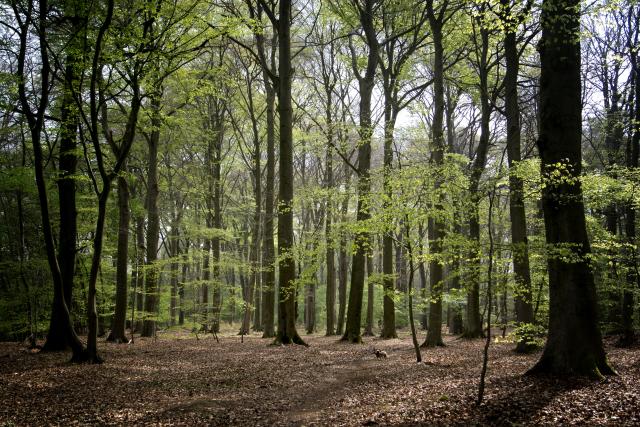 Open plek in het bos omringt door hoge bomen. De zon komt op sommige plekken door de bladeren heen.