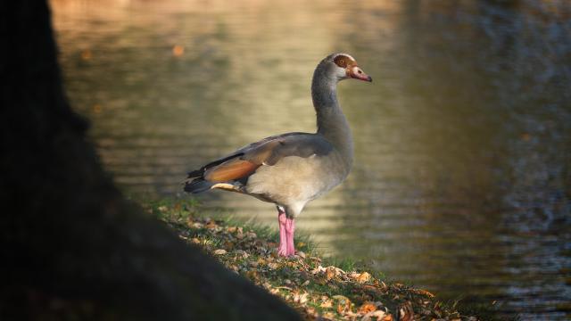 Een eend met grijze en bruine veren aan de waterkant.